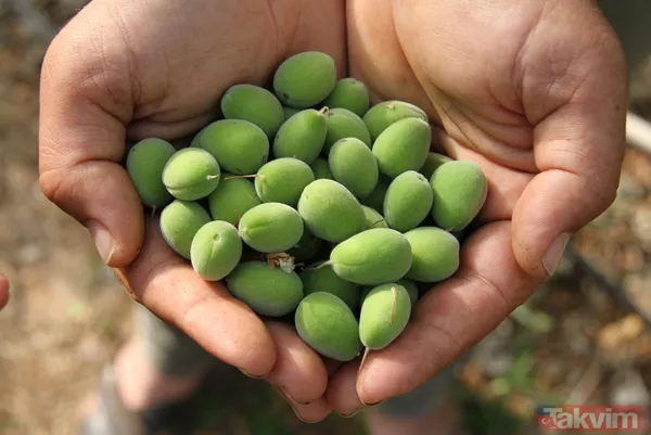 Daha önce yere dökülüyordu! Kayısı çağlasının kilosu 100 TL'den satılıyor - 12