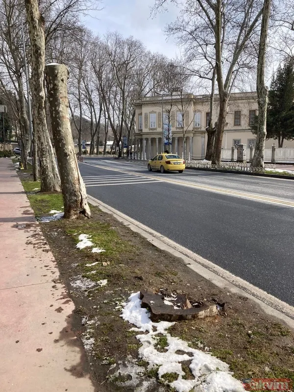 İBB'nin Çırağan'daki ağaç katliamının raporu açıklandı! Bilimsel çalışma yapılmadığı ortaya çıktı - 14