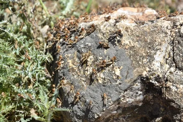 koronavirus-kuraklik-derken-simdi-de-cekirge-istilasi-bitlis-mutkide-uretim-alanlari-ilaclandi-1621841562309.jpg Koronavirüs kuraklık derken şimdi de çekirge istilası! Bitlis Mutki'de üretim alanları ilaçlandı-5