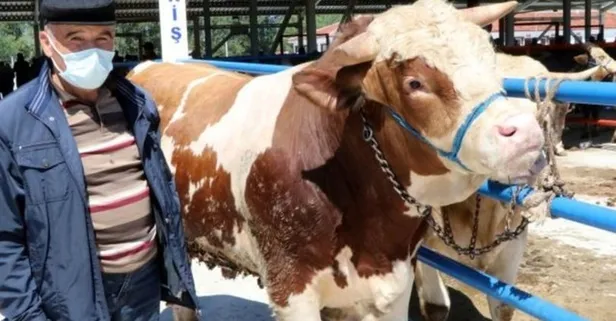 Gaziantep'te kurbanlık fiyatları belli oldu