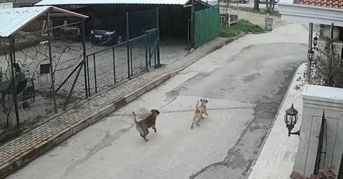 Luks Otomobiliyle Gelip Sokak Kopeklerine Ates Acti Bursa Da Vahset Takvim