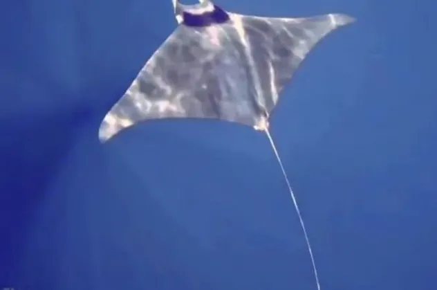 Gökçeada'da manta vatozu görüntülendi