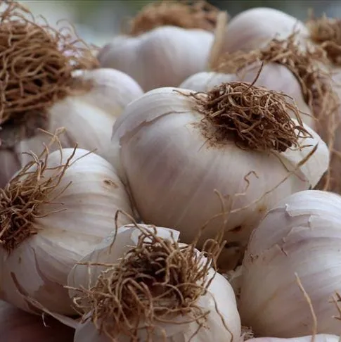 Şifa niyetine sarımsak