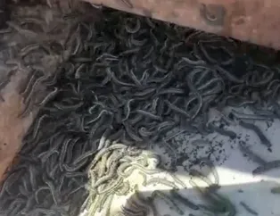 Kabus İstanbul’a sıçradı! Binlercesi tarlaları sardı