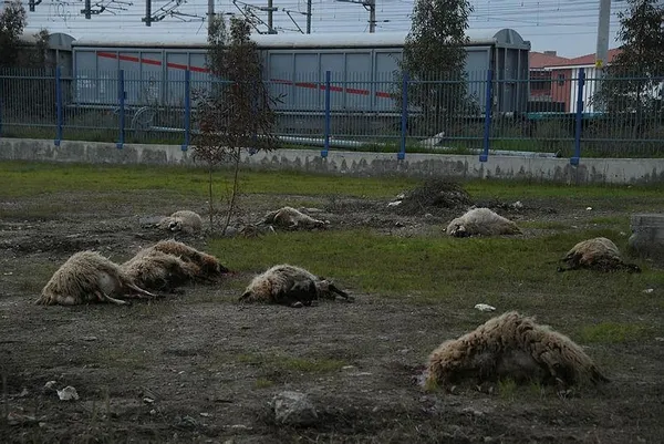 İki dakikada 31 hayvan telef oldu!-1