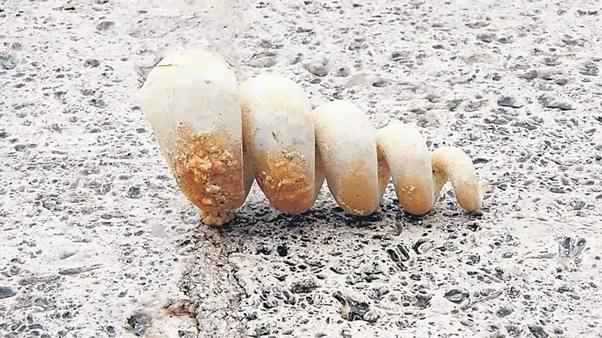 Tam 10 milyon yıllık fosil bulundu! Depreme karşı en zayıf bölgeyi gösteriyor