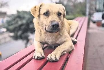Başıboş köpek sorunu nasıl çözülecek? TBMM harekete geçti! İşte Avrupa'da sahipsiz sokak köpekleri için yapılan uygulamalar…