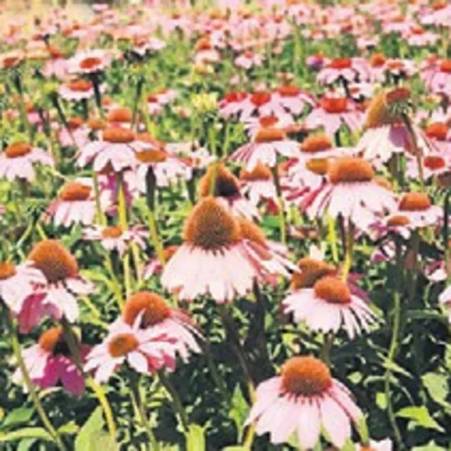 AROMATIK BITKI SEFERBERLIĞI