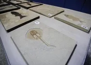 Adnan Oktarın villasında ele geçirilmişti! Milyonlarca yıl öncesine ait çıktı