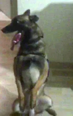 Jandarma 'Avcı' ile yakaladı