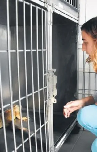 Muğla'da 1 metrelik iguana görenleri şaşırttı