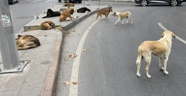 AK Partili isim yanıt verdi! Hangi sokak köpekleri uyutulacak? Önlemler neler?