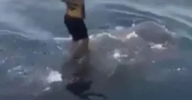 Köpekbalığının üzerine atlayıp sörf yaptı! Görenler gözlerine inanamadı