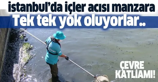 https www takvim com tr guncel 2020 07 01 son dakika bir bir yok oluyorlar istanbulda yurekleri sizlatan manzara