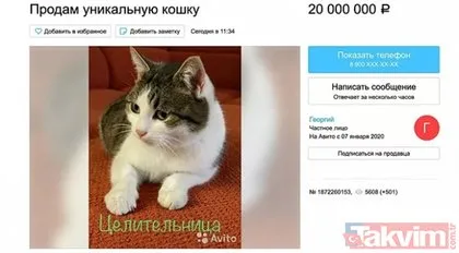 Rusya’da doğa üstü güçlere sahip kedi 320 bin dolara satışa çıktı