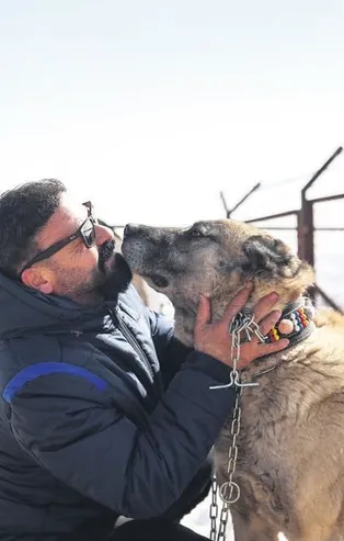 Anadolu'nun eşsiz köpeği Sivas Kangal'ı ABD'de manşetleri süsledi