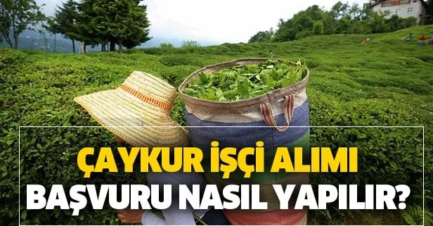 ÇAYKUR mevsimlik işçi alımı başvuru nasıl yapılır?