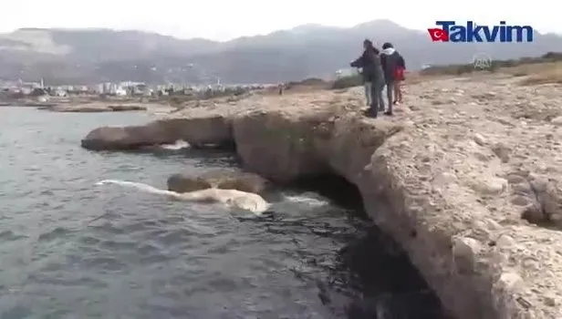 İskenderun Körfezi'nde görülen 12 metre uzunluğundaki ölü balina yavrusu kıyıya vurdu