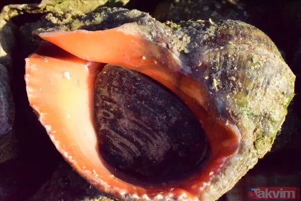 10,4 milyon dolar kazandık! Türkiye dünyaya deniz salyangozu ihraç ediyor - 10