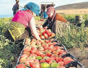 Çiftçilere hasat sigortası başladı
