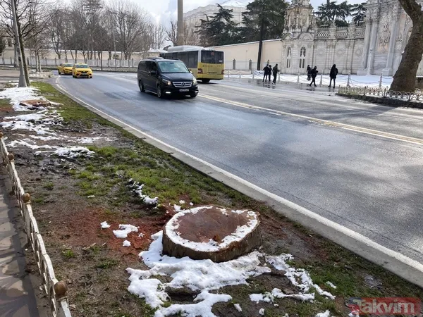 İBB'nin Çırağan'daki ağaç katliamının raporu açıklandı! Bilimsel çalışma yapılmadığı ortaya çıktı - 21