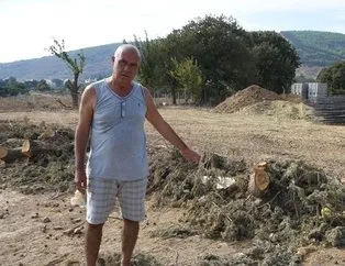 CHP’li belediye asırlık ağaçları katletti