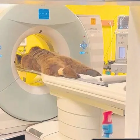 ’’Pisboğaz Okan’a MR çektiler