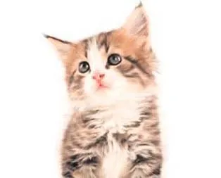 Pisi pisine dolandırıcılık