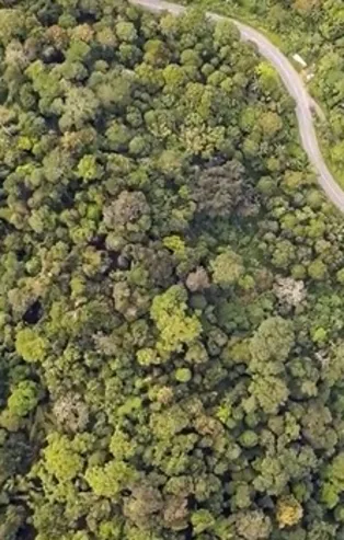 İletişim Başkanı Fahrettin Altun duyurdu: Ağaçlandırmada Türkiye Avrupa 1'incisi