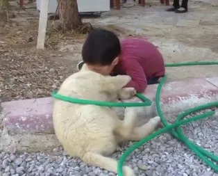 Köpeği ısıran çocuk gülme krizine soktu