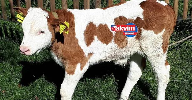 2. dönem buzağı destekleri yattı mı? BUZAĞI DESTEKLEMESİ 2022 NE ZAMAN ÖDENECEK? TC kimlik NO sonu '0', '2', '4', '6', '8' olanlar...