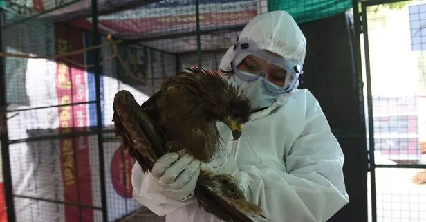 Koronavirüs ve mutasyona uğramış koronavirüs derken şimdi de kuş gribi! Japonya’da 5.8 milyon kümes hayvanı itlaf edildi