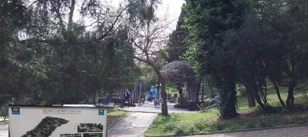 CHP’den ağaç katliamı!
