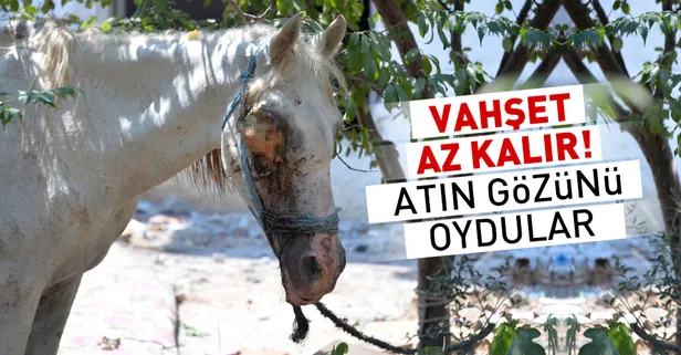 Vahşet az kalır! Atın gözünü oydular