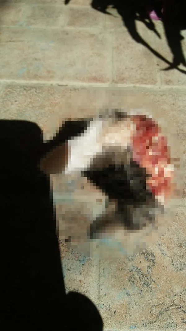 yavru-kedileri-parcalayan-saldirgandan-akilalmaz-sozler-kasaplik-yaptigimiz-icin-isi-profesyonelce-halletim-1697888574709.jpeg Yavru kedileri parçalayan saldırgandan akılalmaz sözler: Kasaplık yaptığımız için işi profesyonelce hallettim-2