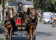 İBB’den merak edilen konu hakkında skandal itiraf! Adalar’daki 978 atın 224’ü bakımsızlıktan ölmüş! Peki ya diğerleri?