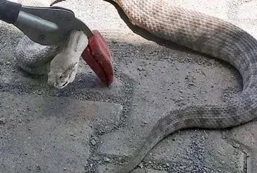 O ilimizde yılan istilası başladı!