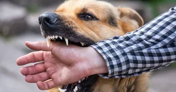 Rüyada köpek ısırdığını görmek ne anlama gelir?