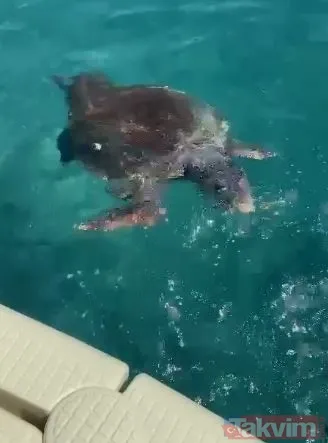 Antalya Muratpaşa'da caretta caretta Rus turistin kalçasını ısırdı - 7