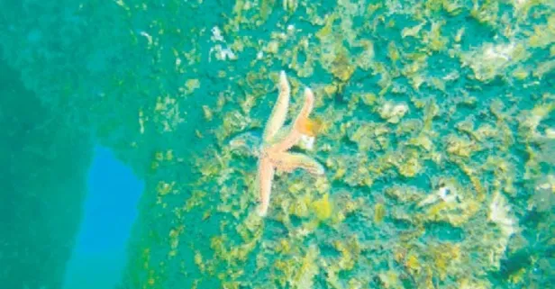 Yapay resif projesine ödül: Deniz ekosisteminin yeni bekçisi!