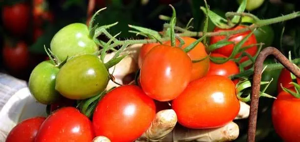 Domates güzelleştirir