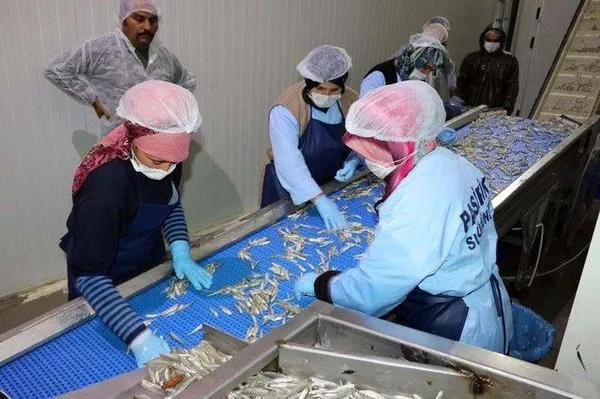 Türkiye’de rağbet görmeyen gümüş balığı Avrupa’da yok satıyor-13