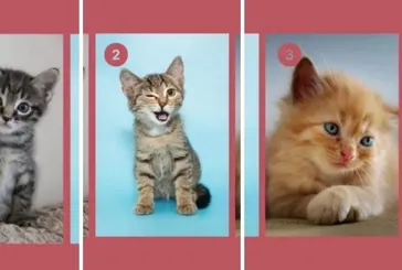 Kişilik Testi: Seçtiğiniz kediye göre güvenilir misiniz yoksa değil misiniz? Hemen öğrenin!