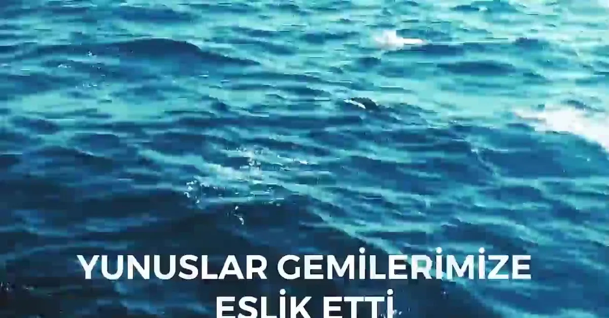 Yunuslar Mavi Vatan'da yalnız bırakmadı