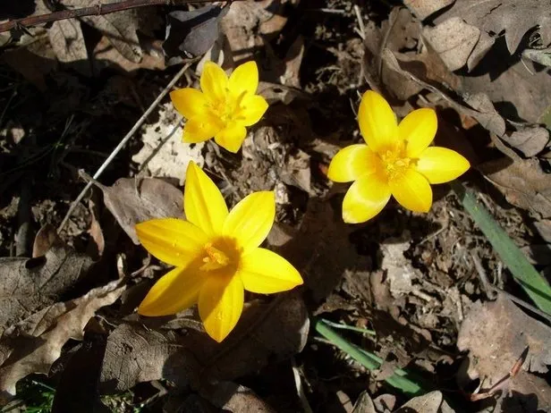 birinci cemre ne zaman nereye dusecek