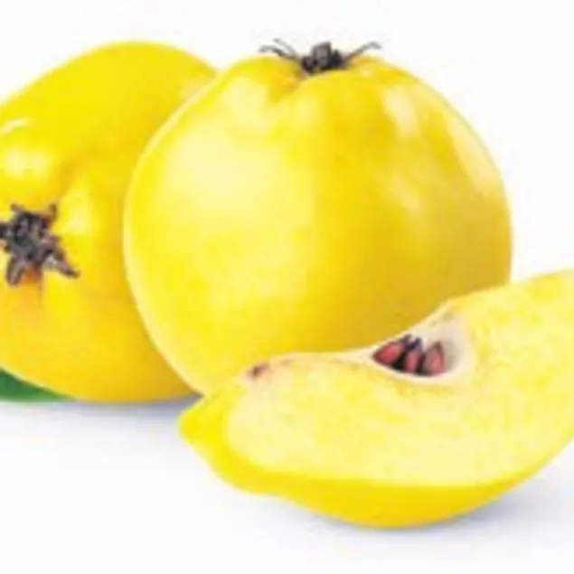 Ayva ilaç gibi meyve