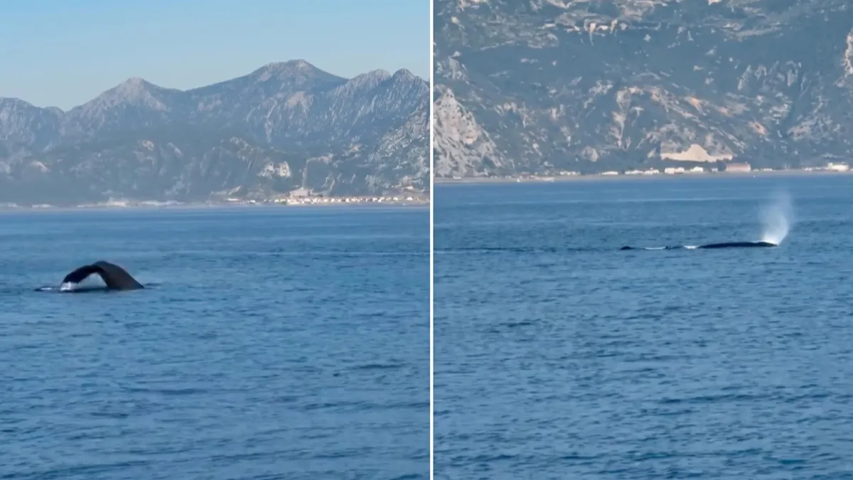 Hatay'da balina görüntülendi
