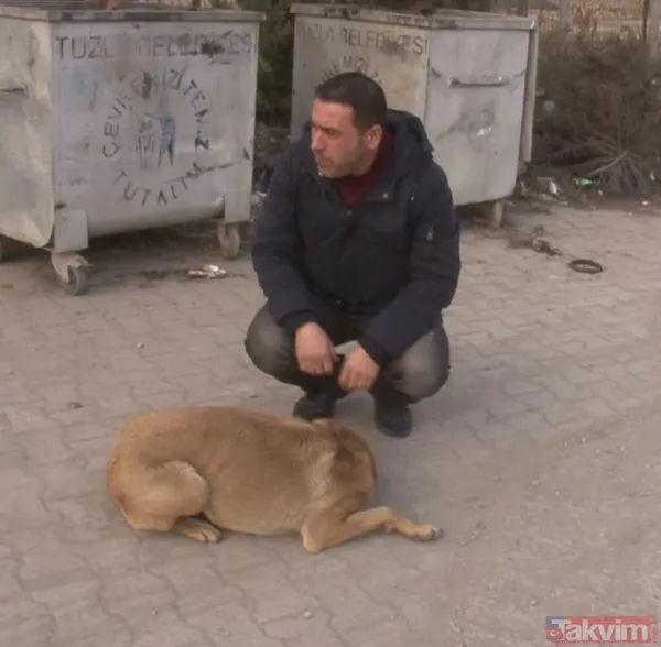 İstanbul, Tuzla'da cani sürücü 4 yaşındaki köpeği ezdi ve arkasına bakmadan kaçtı - 13