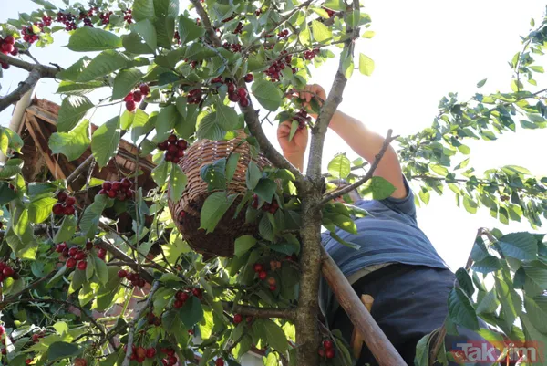 Balıkesir Bigadiç'te 650 rakımlı mahallede yetişen kirazın kilosu bahçede 2 lira pazarda 15 lira - 6
