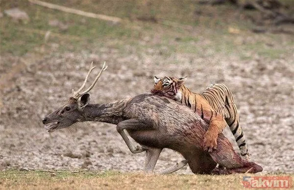 Kaplan akşam yemeği için ayıyı seçti fakat... Vahşi doğada Kaplan ile ayının şoke eden kavgası kapışması! - 21